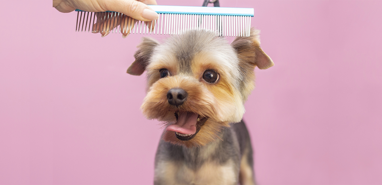 Dog grooming in halifax west yorkshire