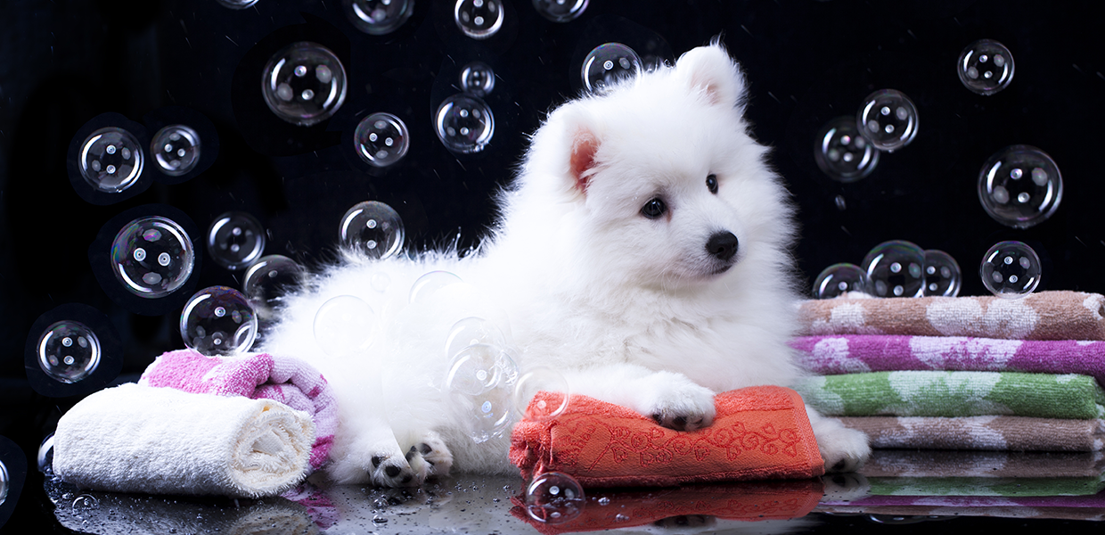 Japanese Spitz puppy grooming in Halifax and Brighouse